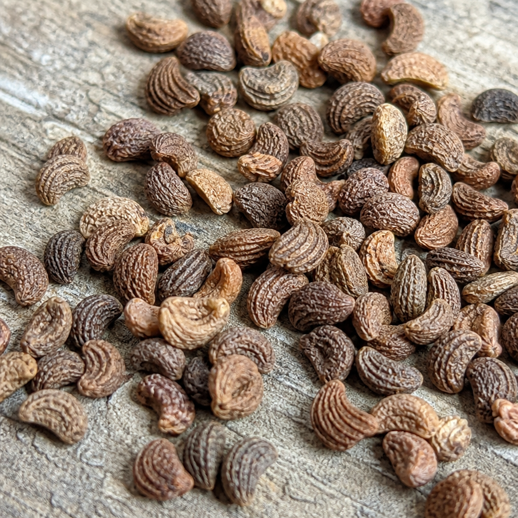 Geranium Seed